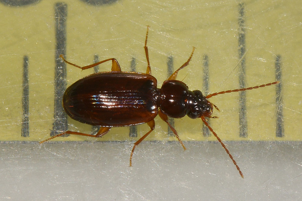 Trechus quadristriatus  (Carabidae)